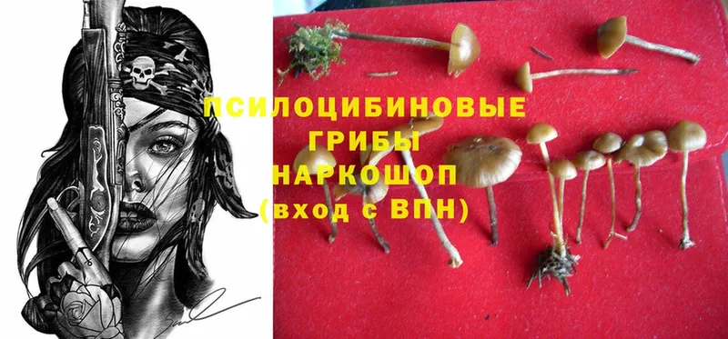 Галлюциногенные грибы Psilocybine cubensis  Бийск 